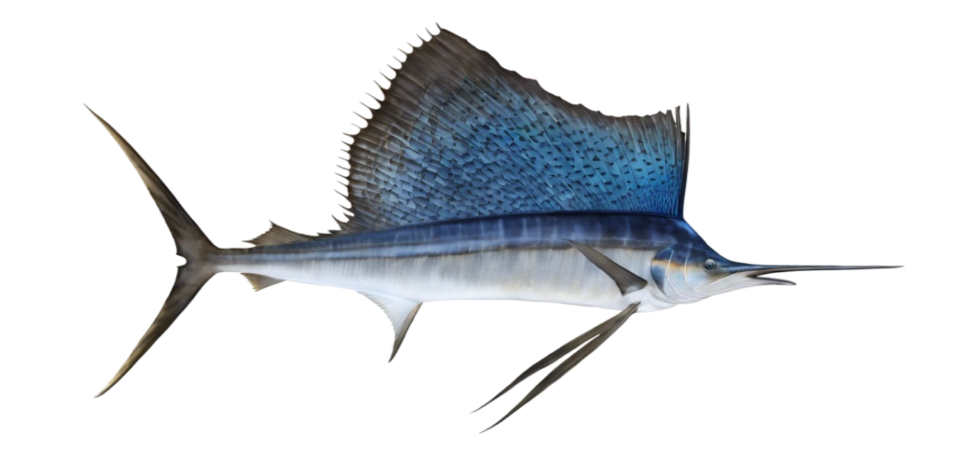 Sailfish