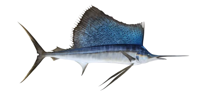 Sailfish