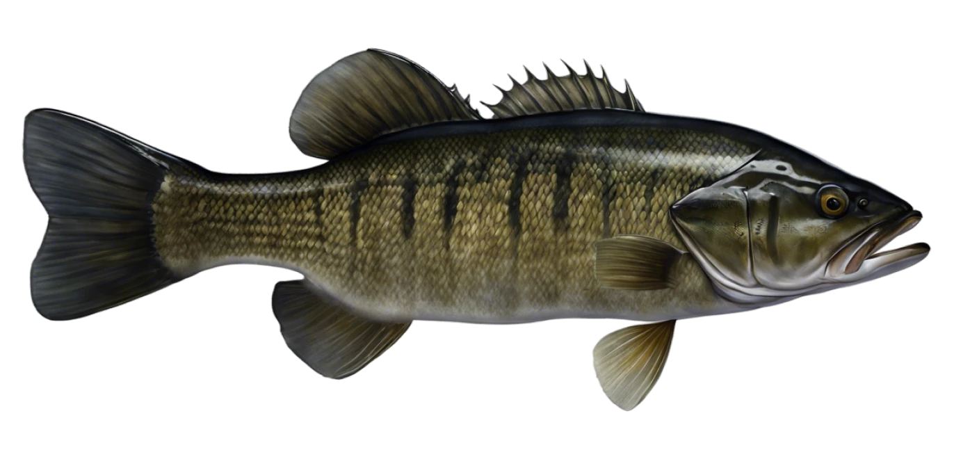 Shoal Bass