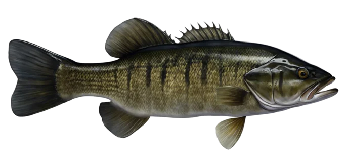 Shoal Bass