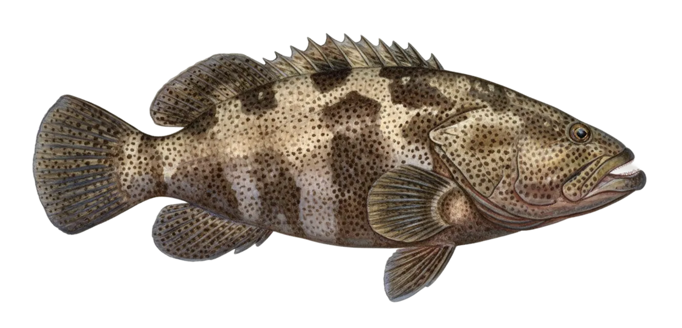 Malabar grouper