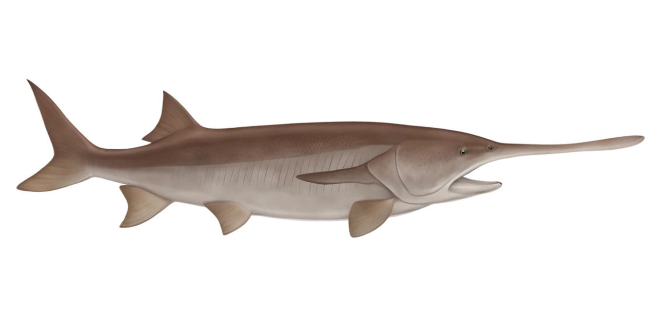 Paddlefish