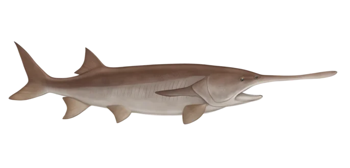 Paddlefish