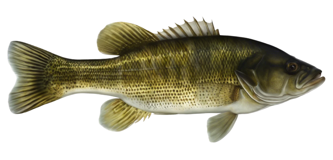 Guadalupe Bass