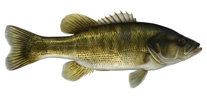 Guadalupe Bass