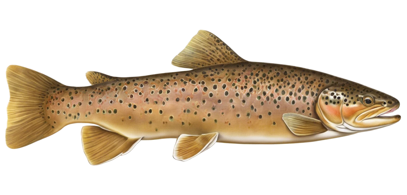 Brown Trout