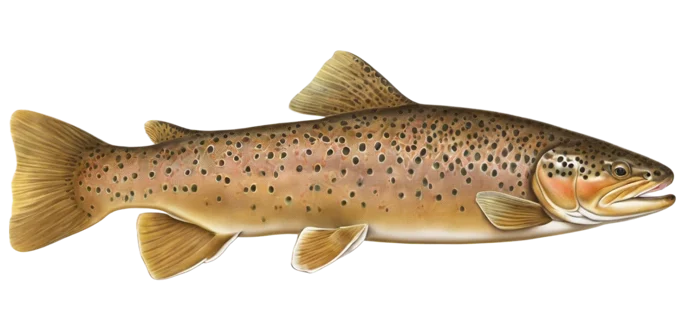 Brown Trout