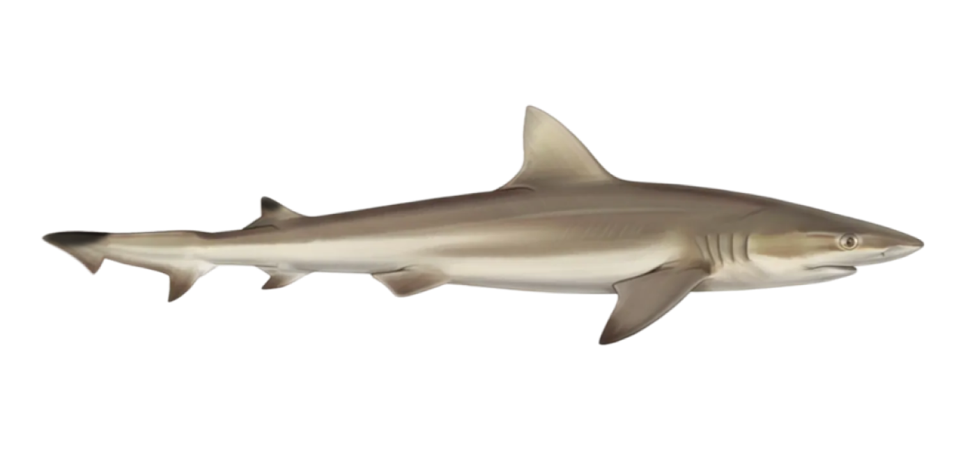 Dusky smooth-hound