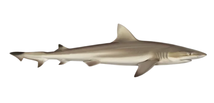 Dusky smooth-hound