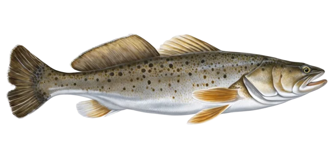 Spotted Seatrout