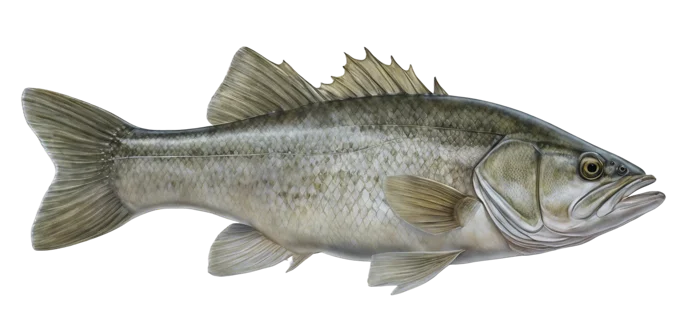 Whiterock Bass