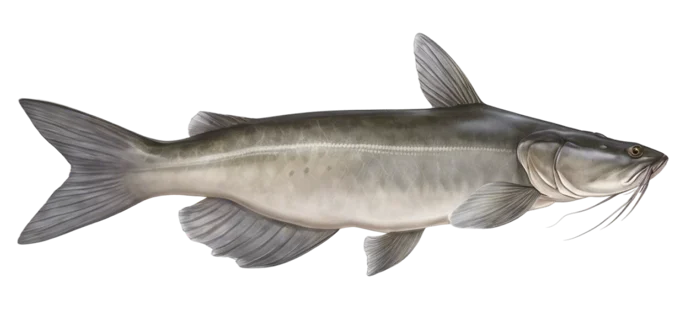 Channel Catfish