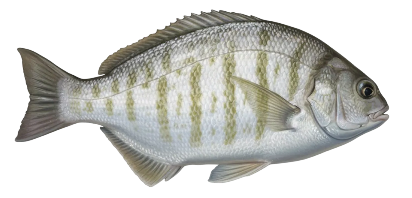 Barred surfperch