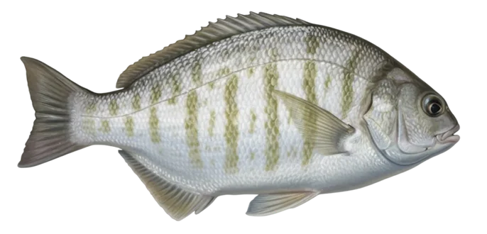 Barred surfperch