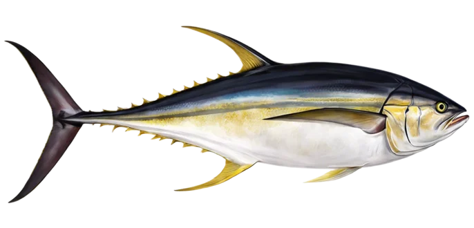 Yellowfin Tuna