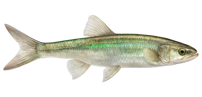 Emerald Shiner