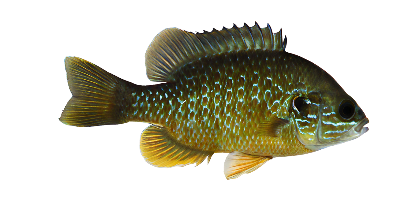 Greengill sunfish