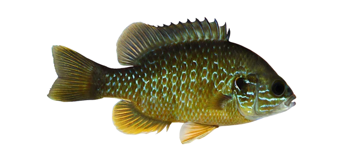 Greengill sunfish