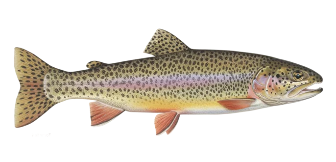 Coastal cutthroat trout