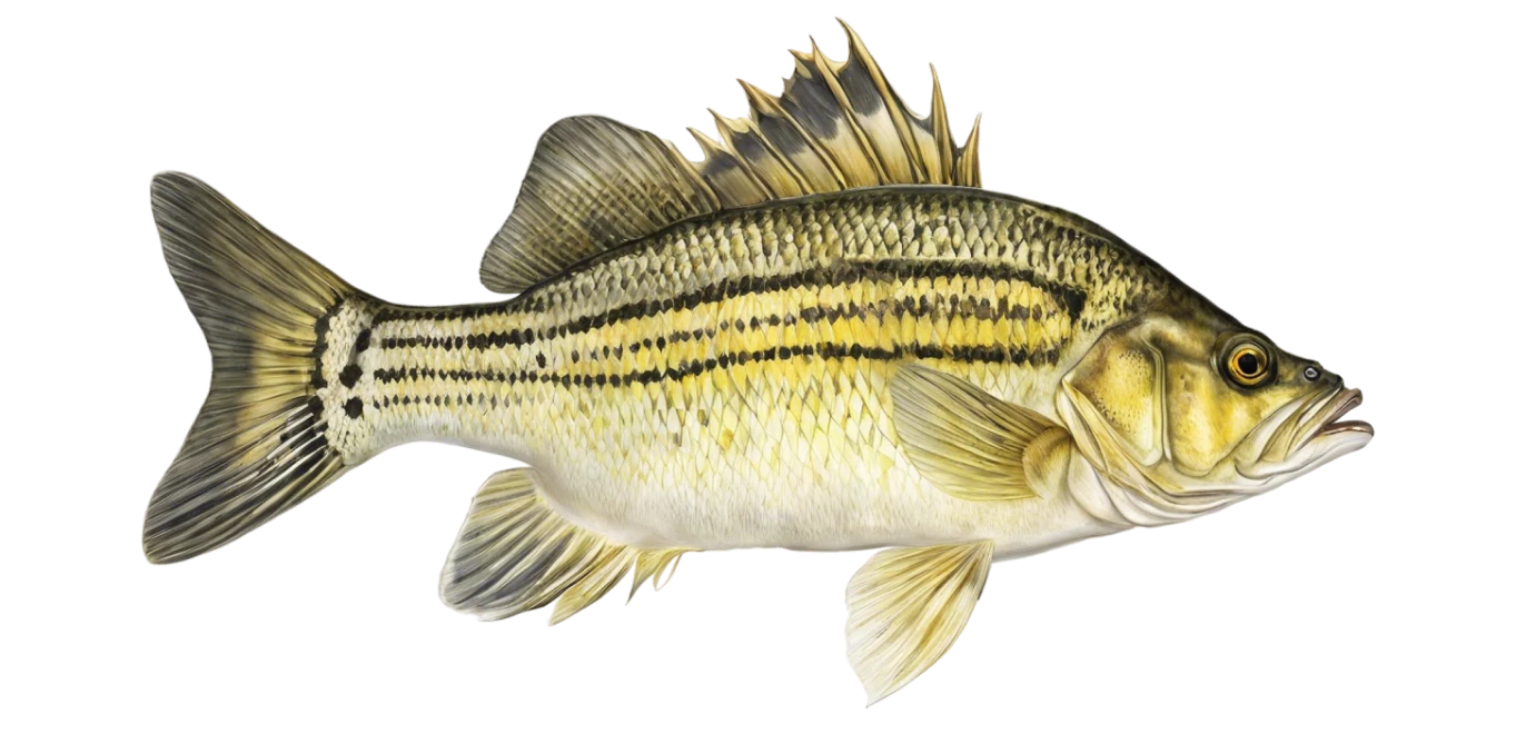 Yellow Bass