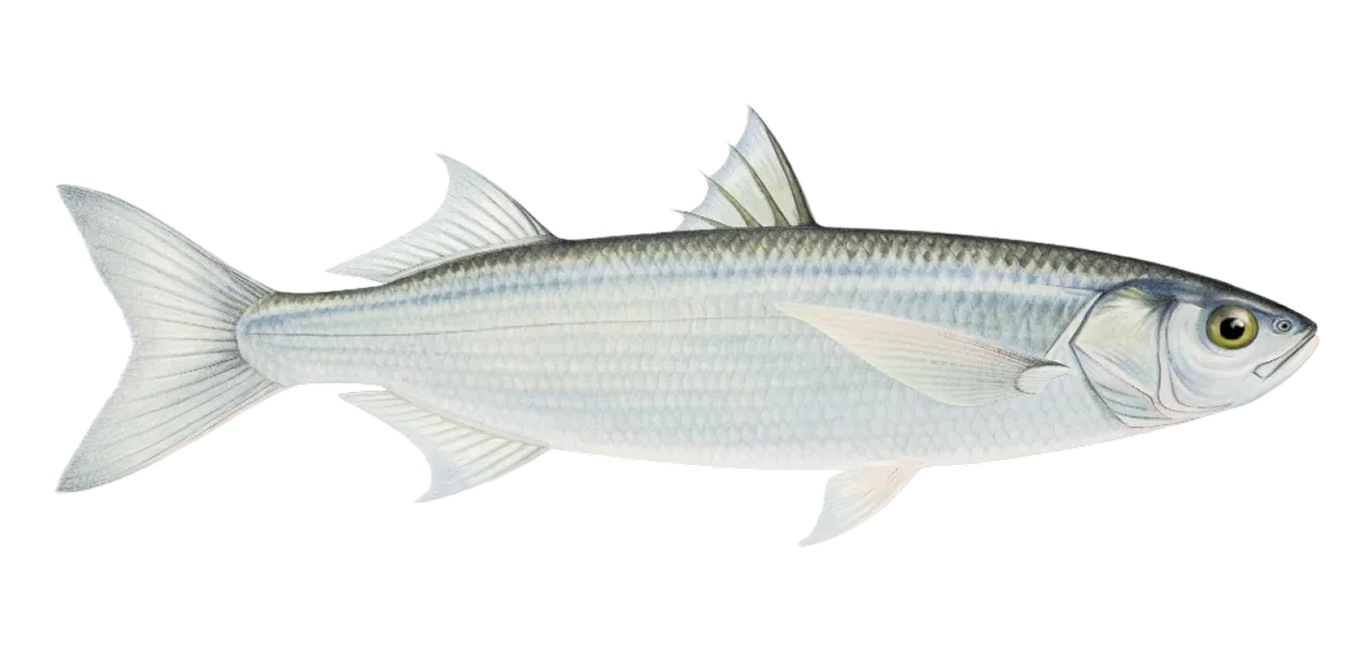 Yellow-eye mullet