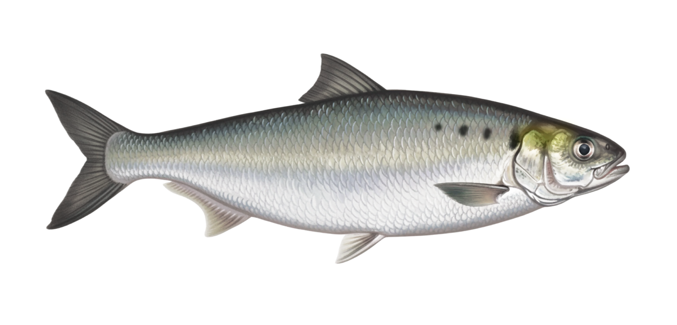 Hickory Shad