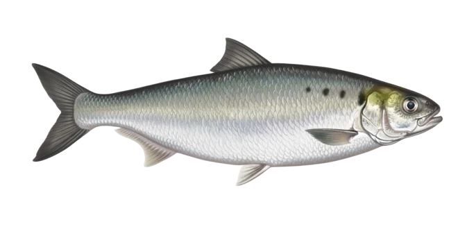 Hickory Shad