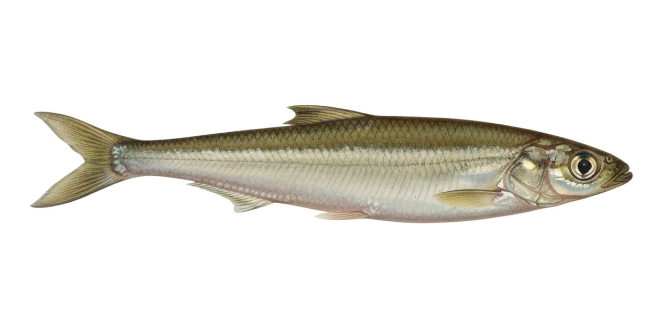 Argentinian silverside