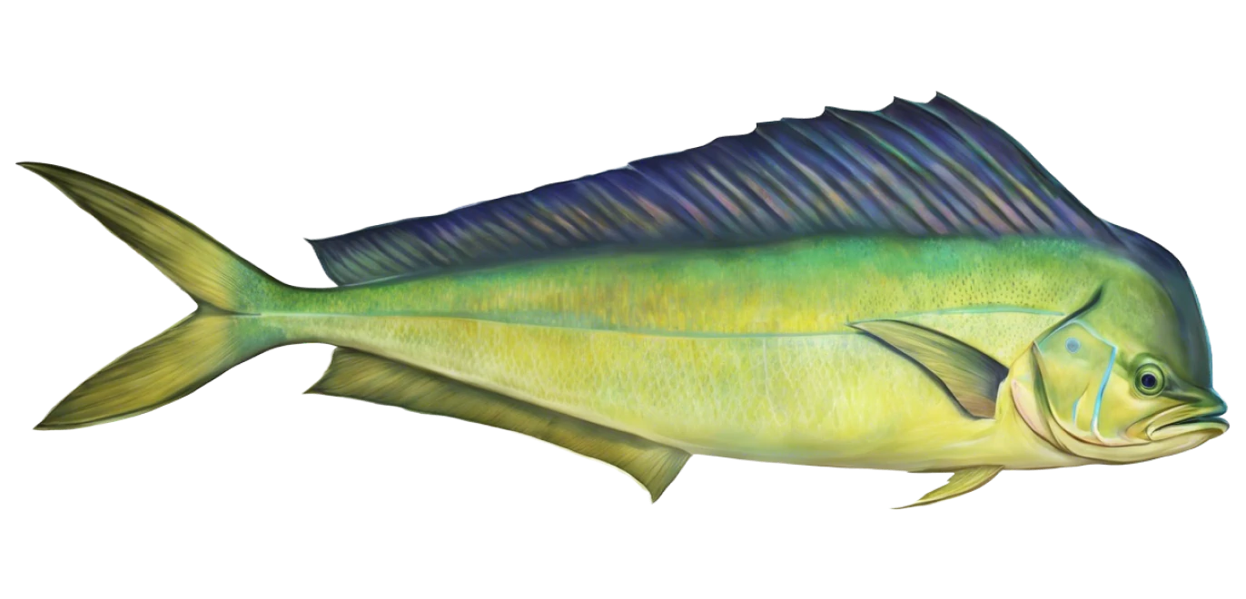 Dolphinfish