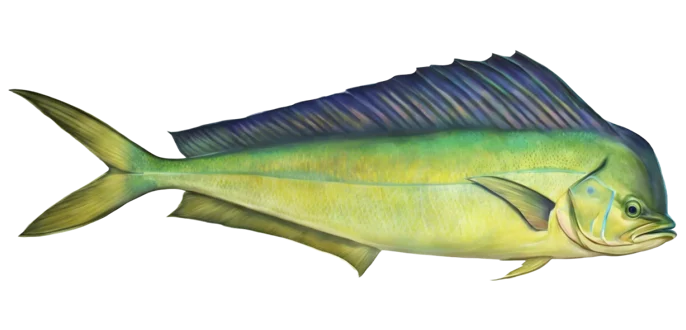 Dolphinfish