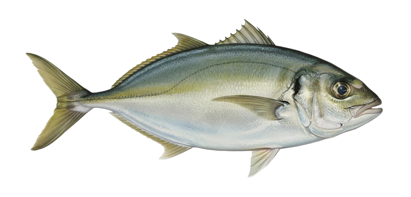 White trevally