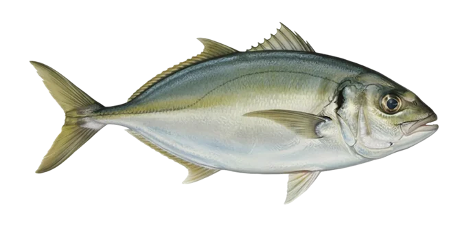 White trevally