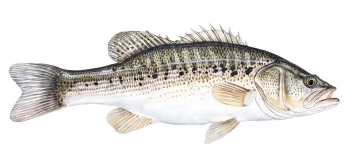 Spotted Bass