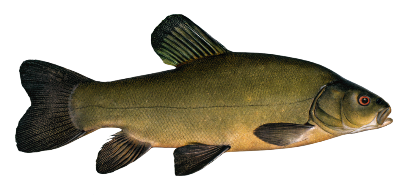 Tench