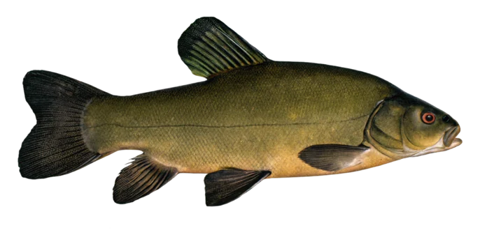 Tench