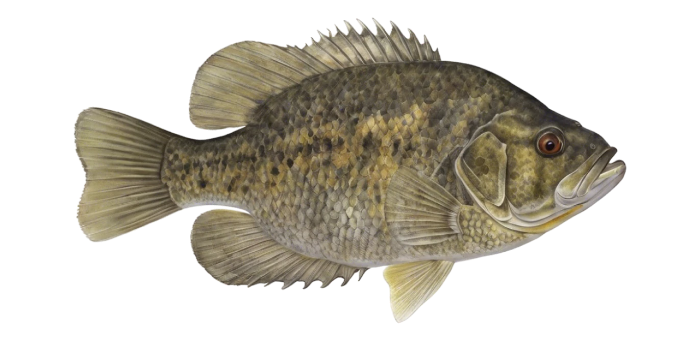 Rock Bass