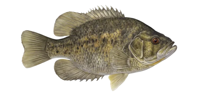 Rock Bass