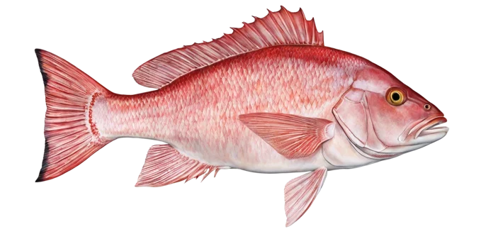 Red Snapper