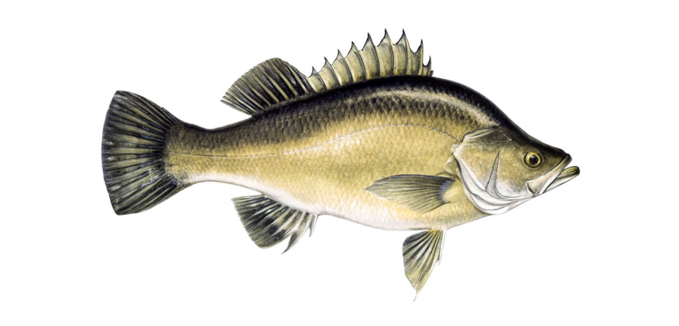 Golden perch