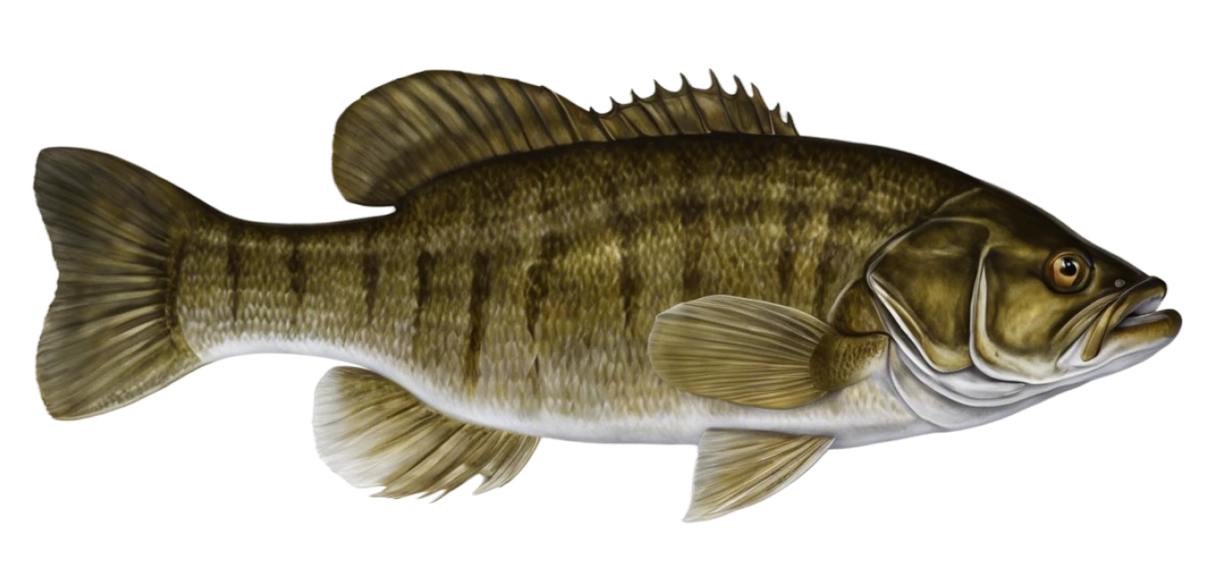 Smallmouth Bass