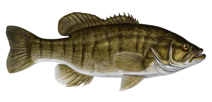 Smallmouth Bass