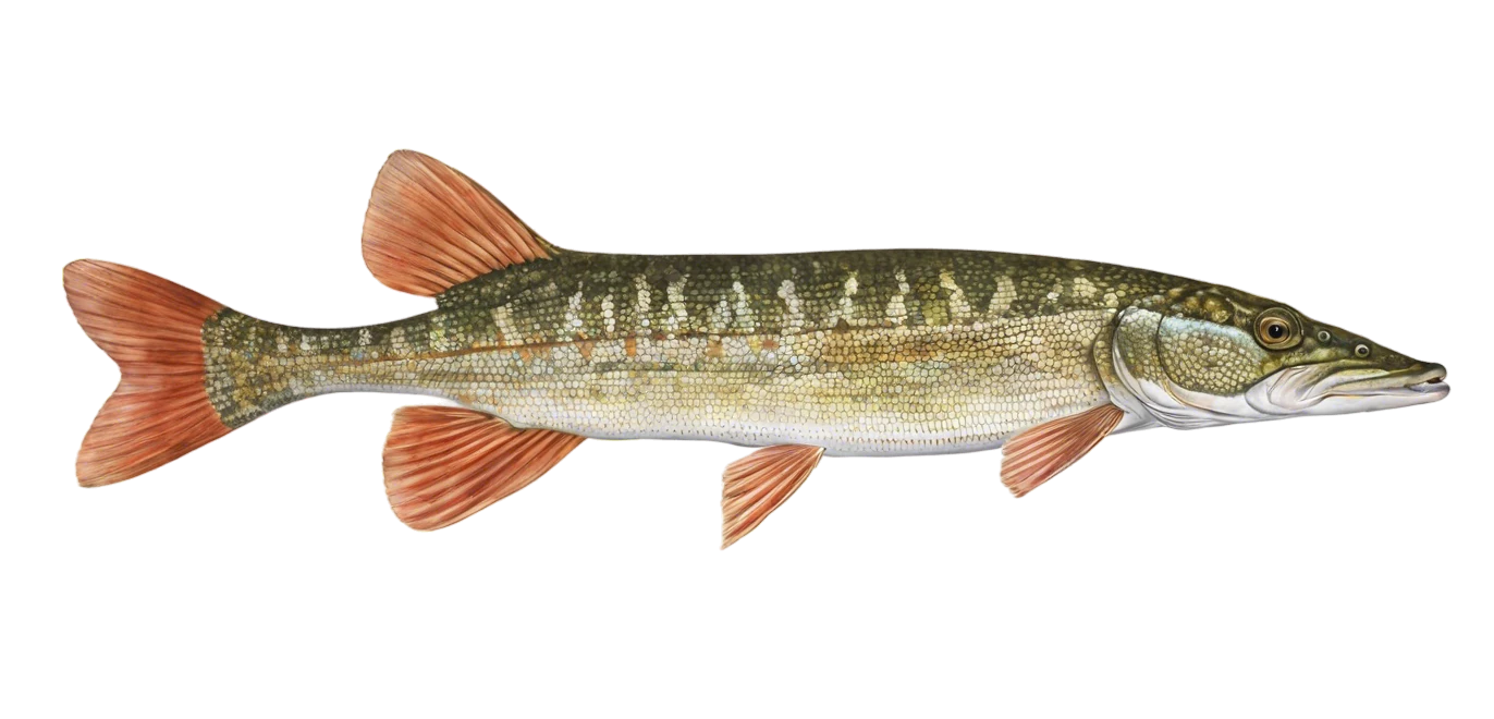 Redfin Pickerel