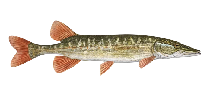 Redfin Pickerel
