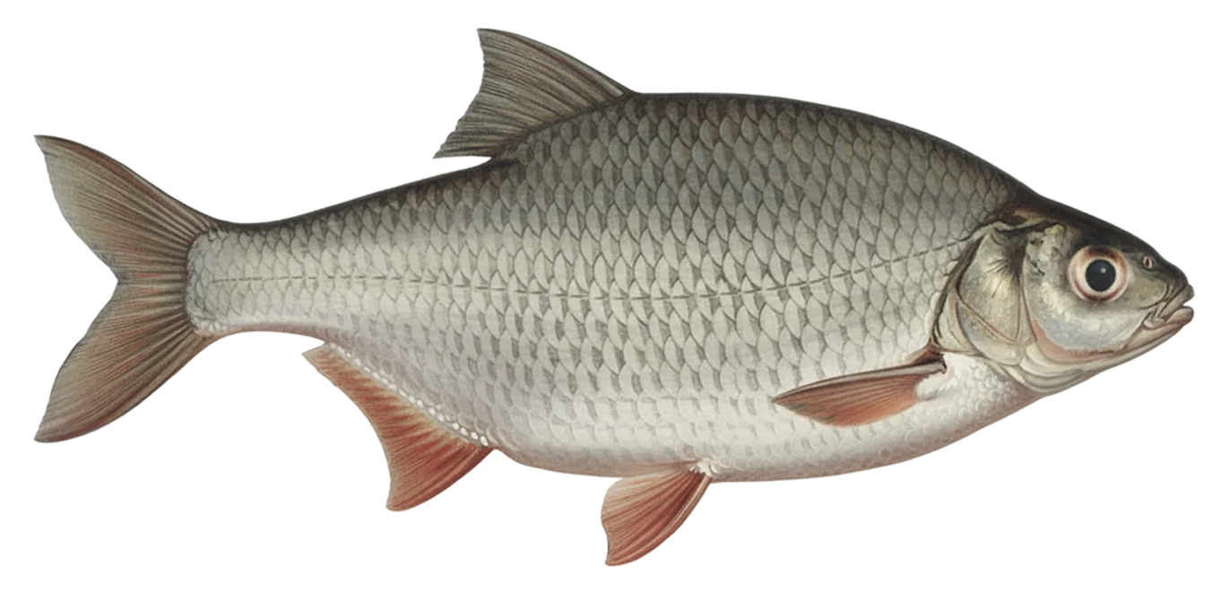 Silver bream