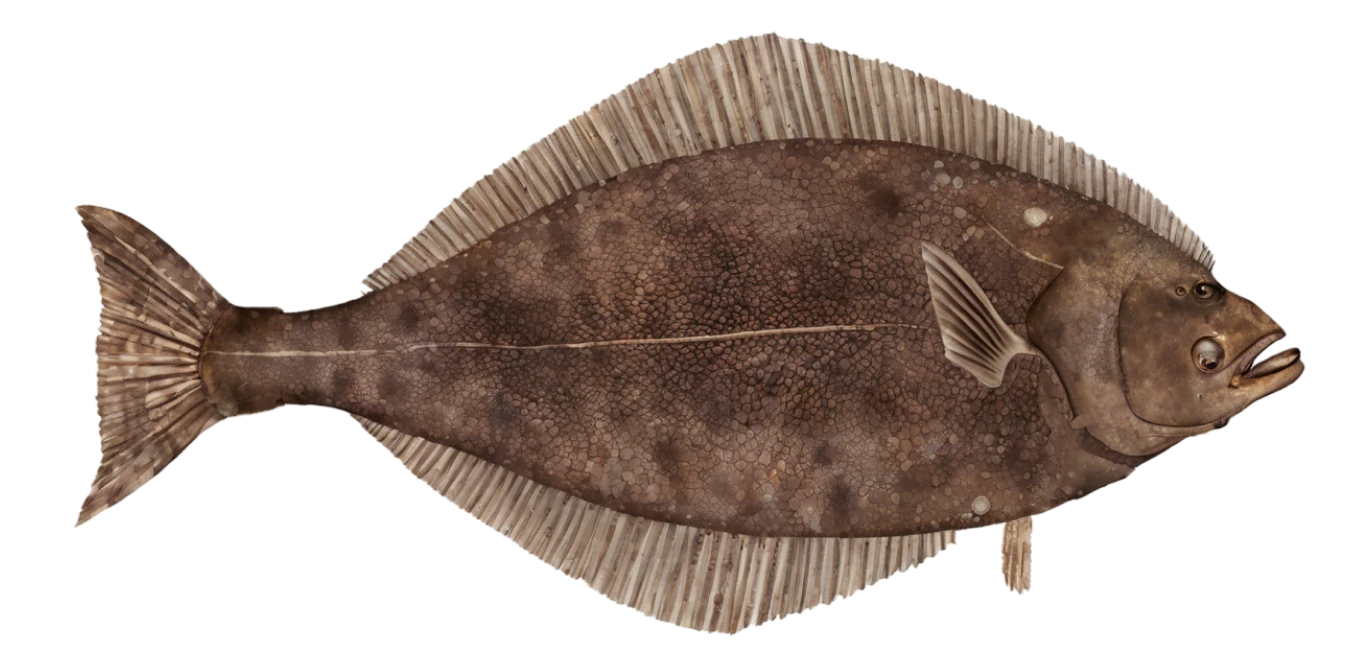 Pacific Halibut