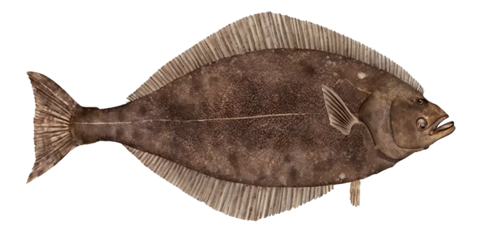 Pacific Halibut