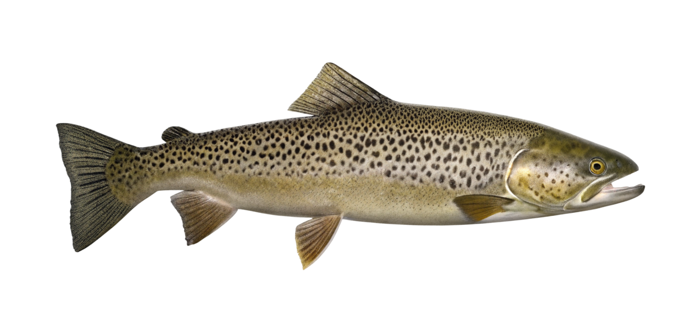 Lacustrine trout