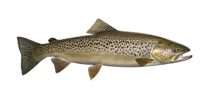 Lacustrine trout