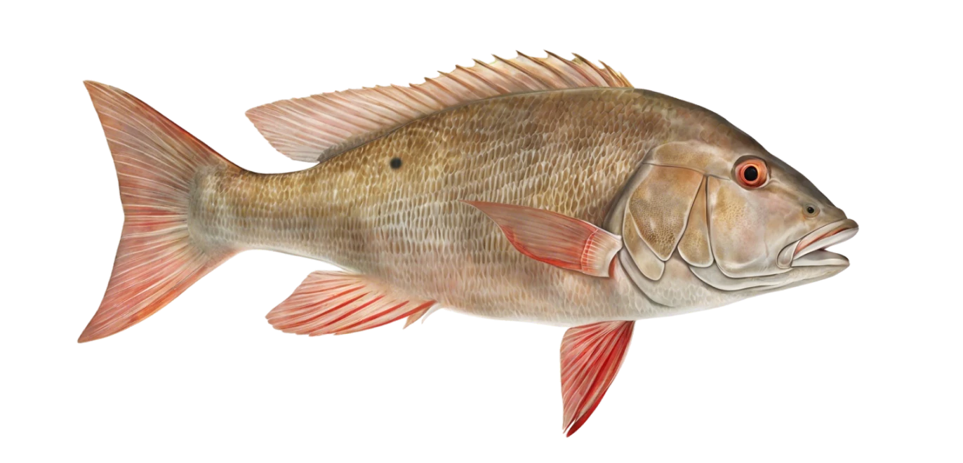 Mutton Snapper