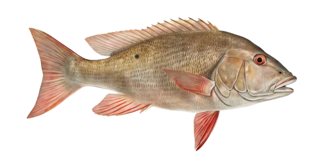 Mutton Snapper